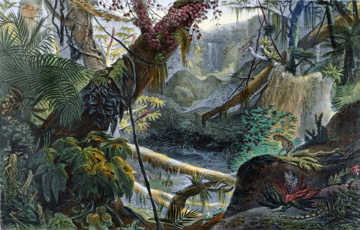 Valle nella Serra do Mar, illustrazione da 