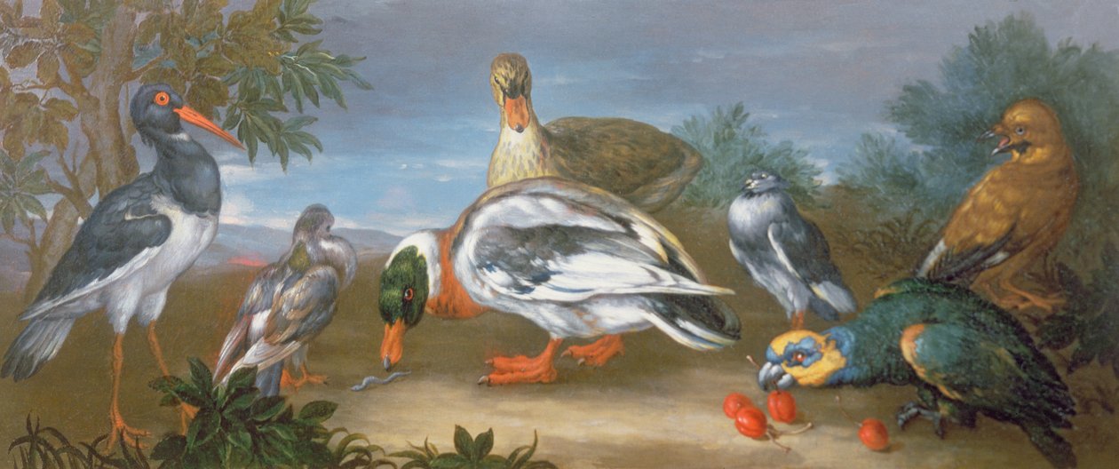 Un paesaggio con pappagalli, anatre e piccioni da Jean Baptiste Monnoyer