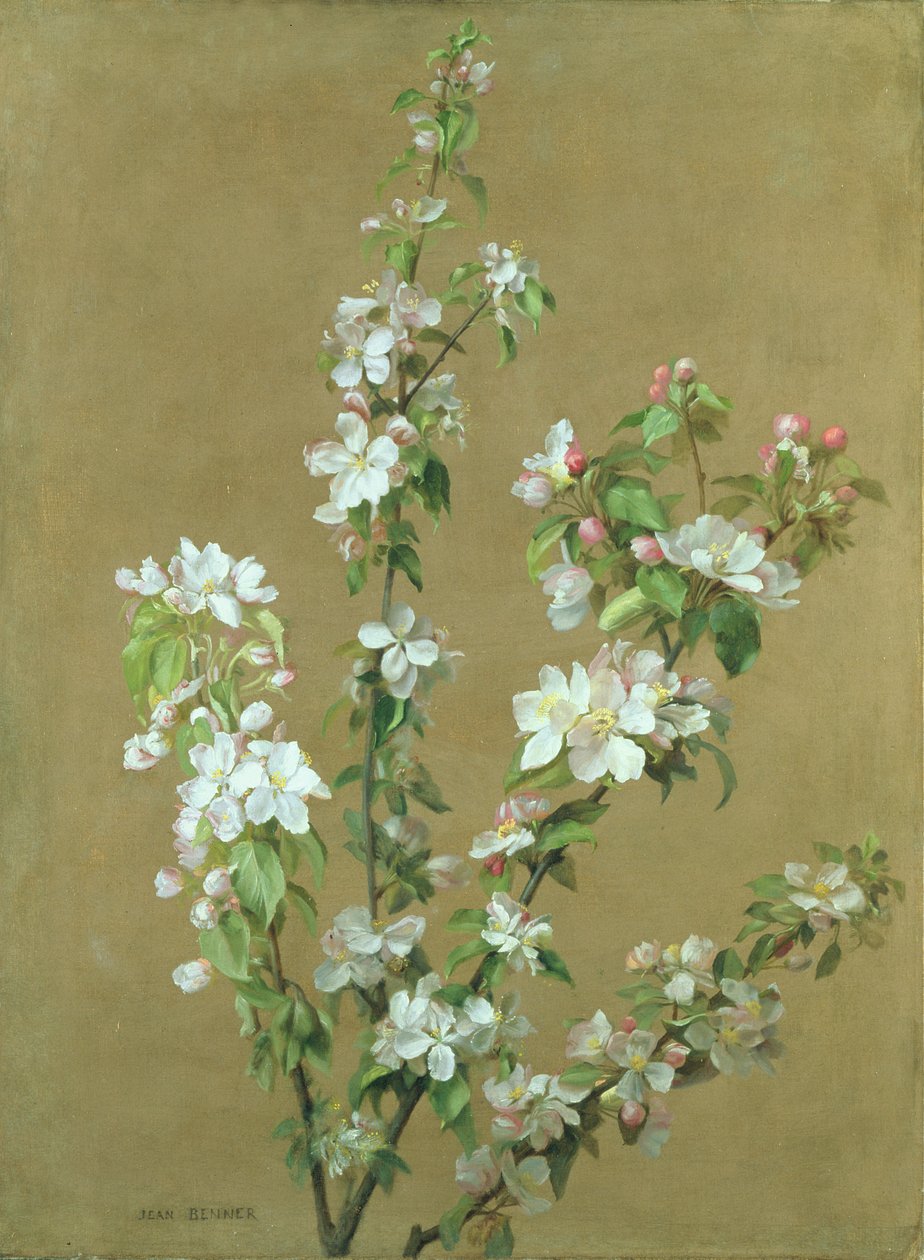 Fiori di melo da Jean Benner