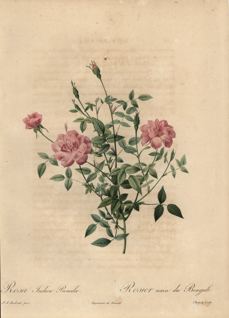 Rosa cinese in miniatura rosa, Rosa chinensis da Jean Baptiste Chapuy