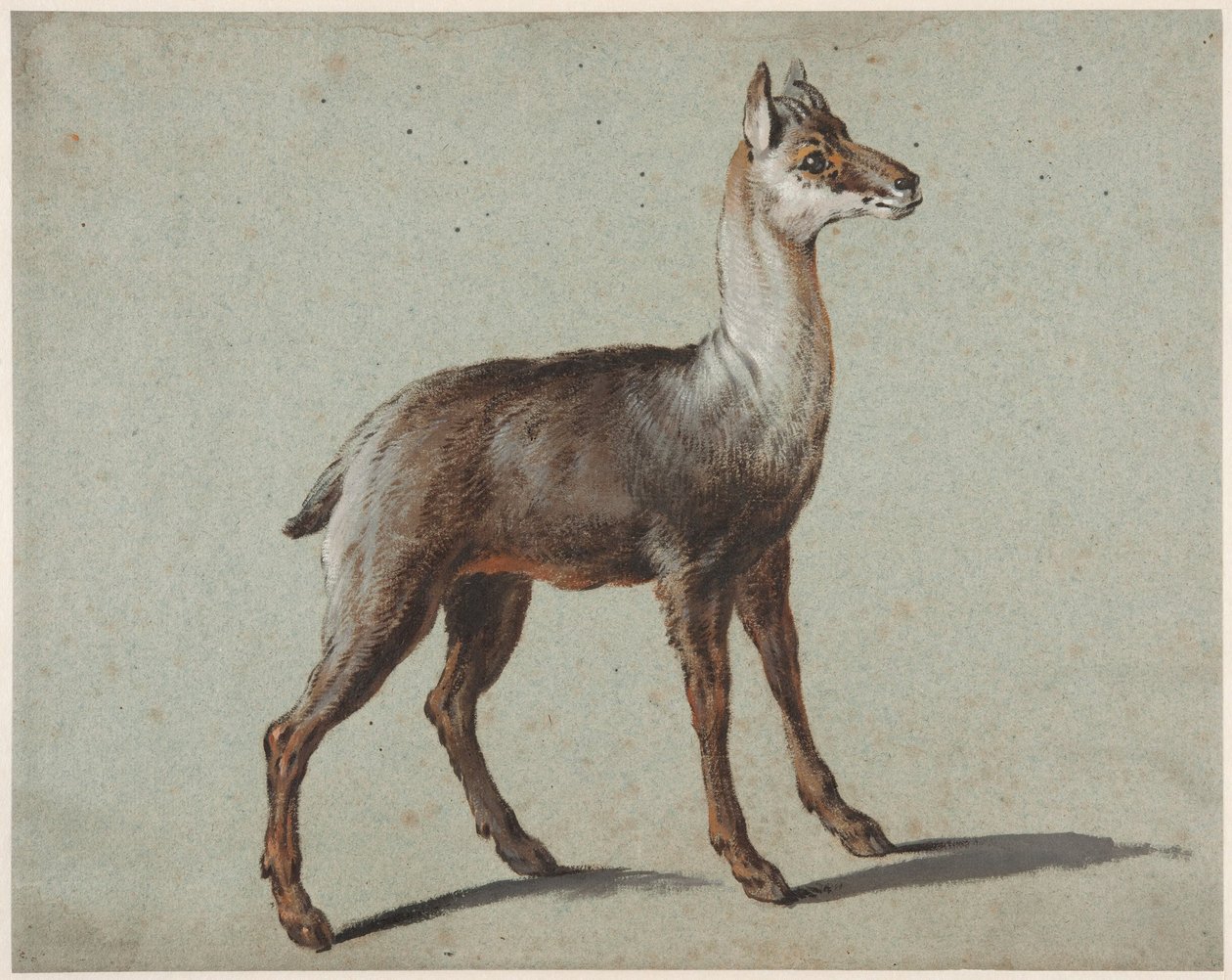 Camoscio da Jean-Baptiste Oudry