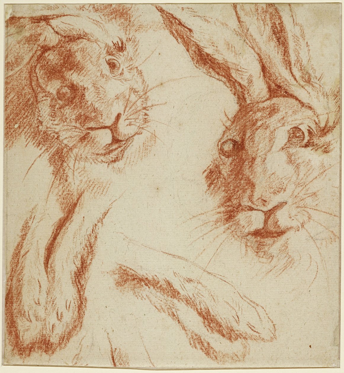 Hasenstudien: zwei Köpfe und zwei Paar Pfoten da Jean-Baptiste Oudry