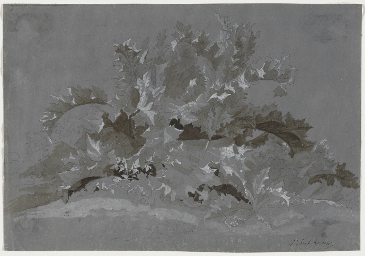 Studio di erbacce, 1800-1850 da Jean Antoine Linck