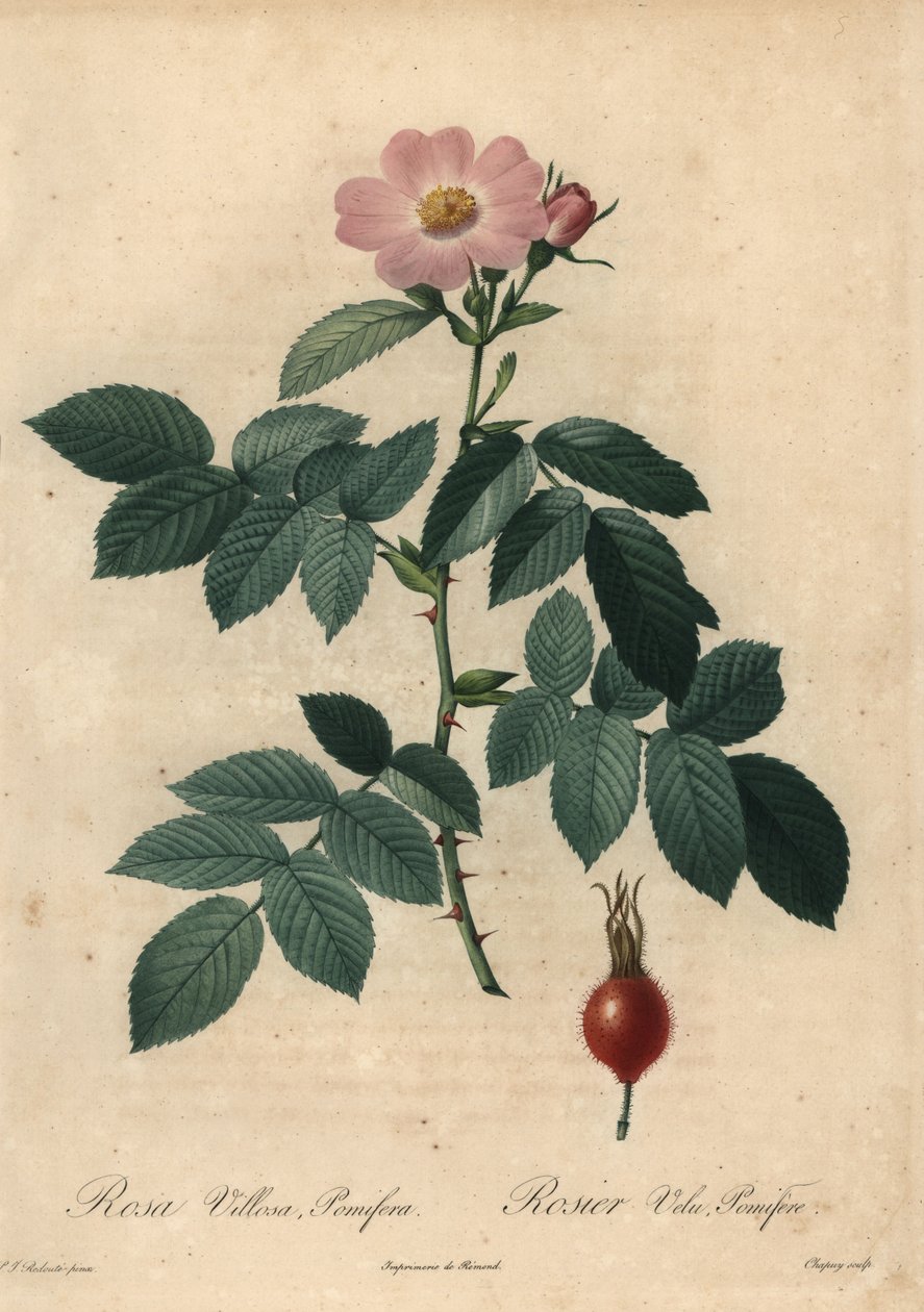 Rosa mela rosa, Rosa villosa da Jean Baptiste Chapuy