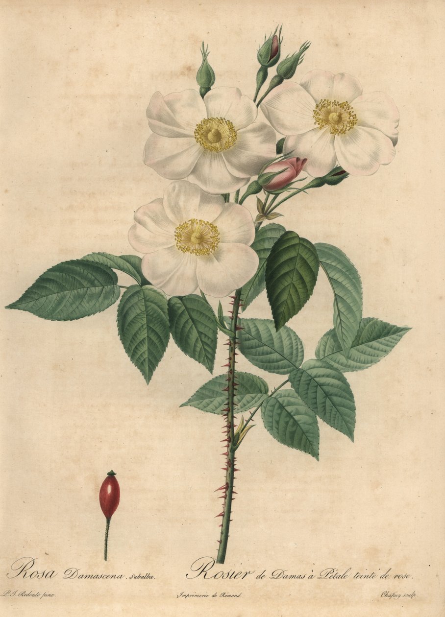 Rosa damascena bianca, Rosa x damascena da Jean Baptiste Chapuy