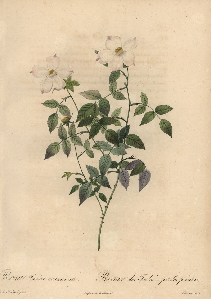 Rosa cinese bianca e rosa, Rosa chinensis da Jean Baptiste Chapuy