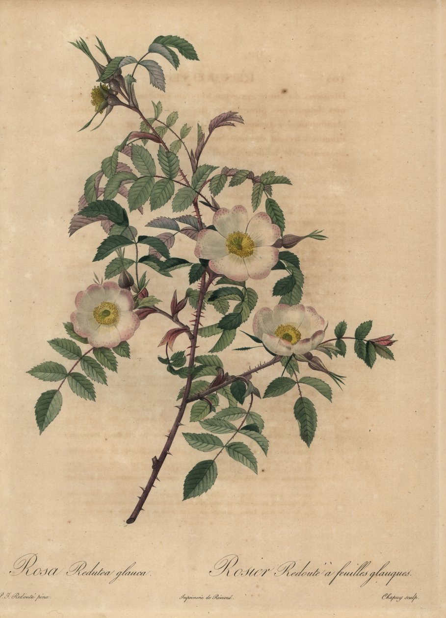 Rosa bianca e rosa, Rosa redutea glauca da Jean Baptiste Chapuy