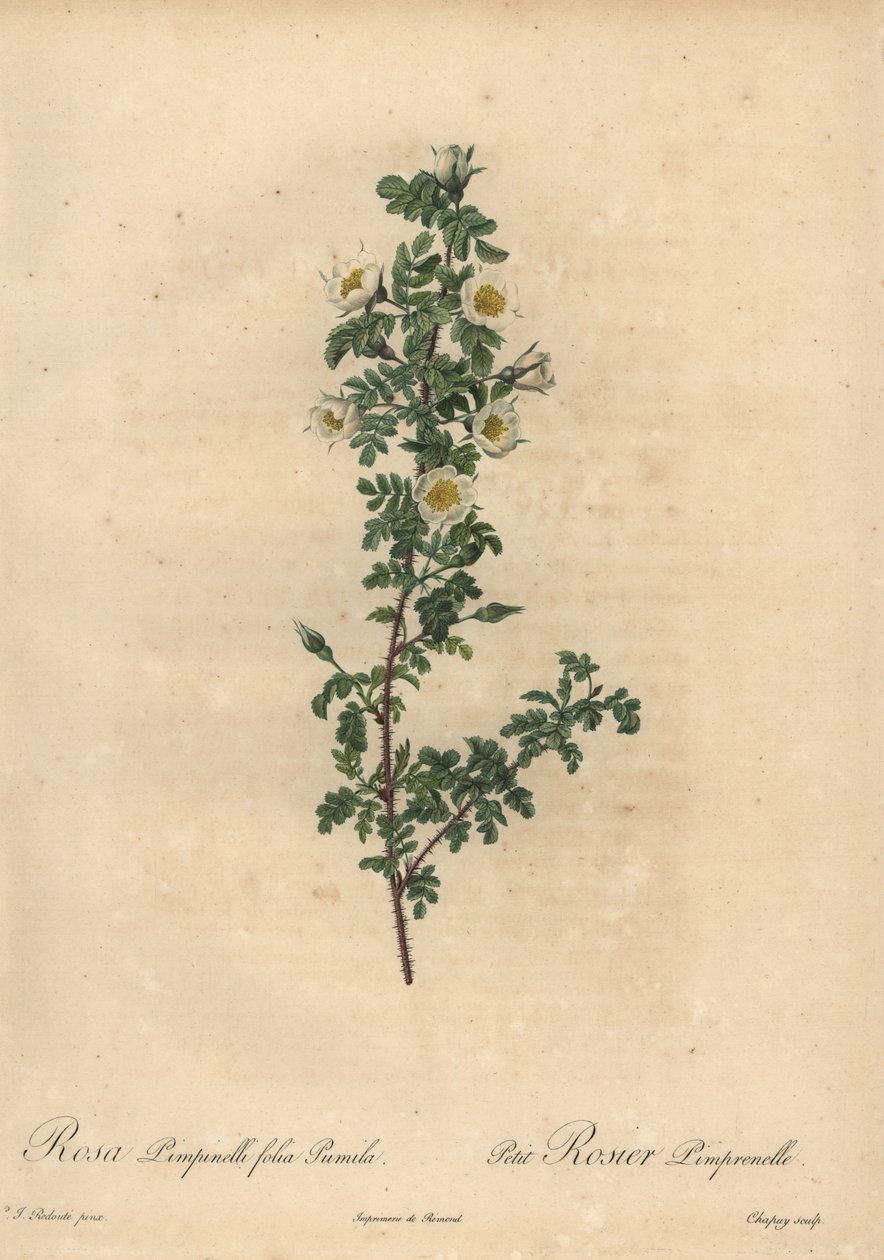 Rosa burnet bianca, Rosa pimpinellifolia Pumila da Jean Baptiste Chapuy