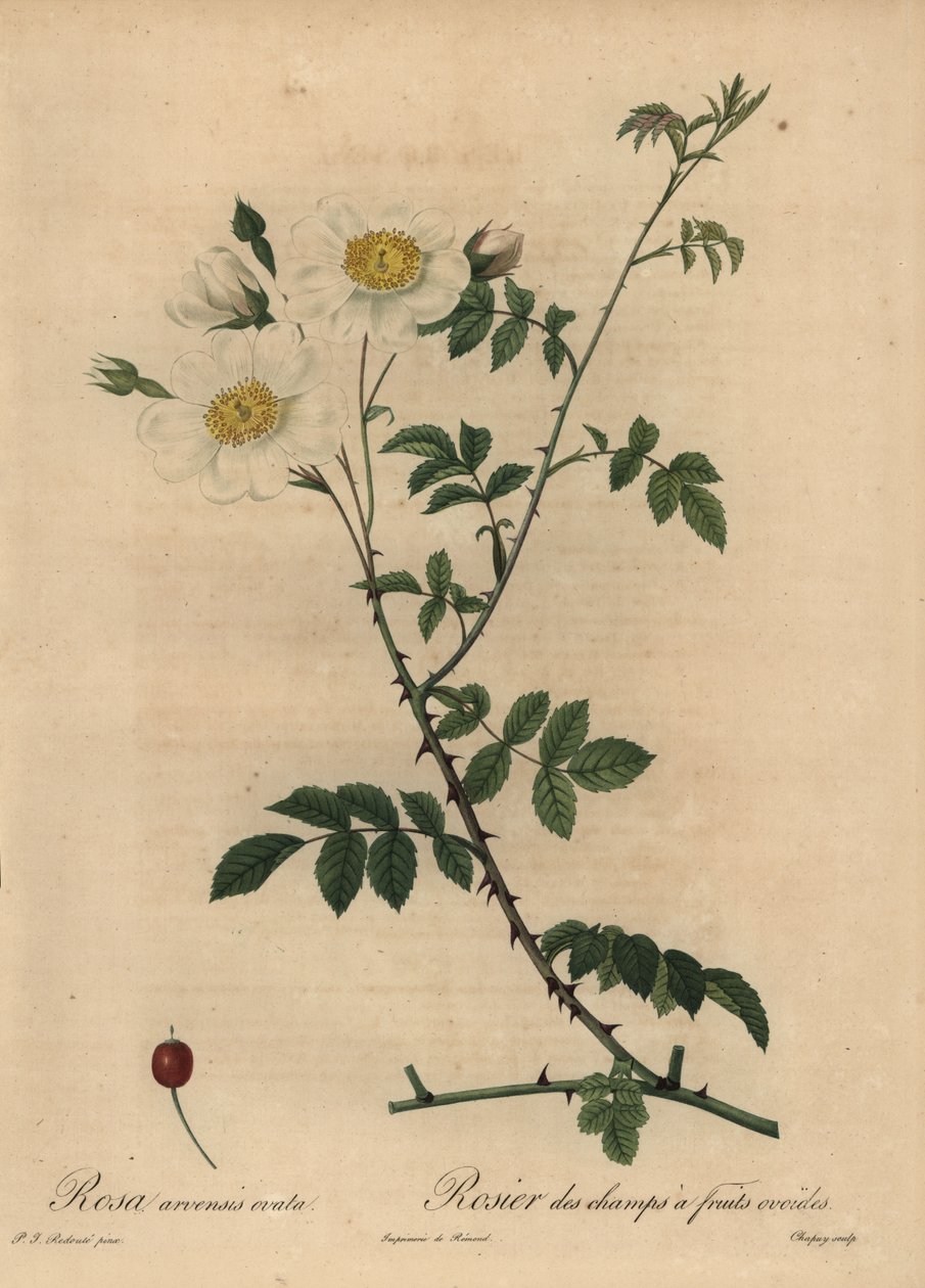 Rosa dei campi, Rosa arvensis da Jean Baptiste Chapuy