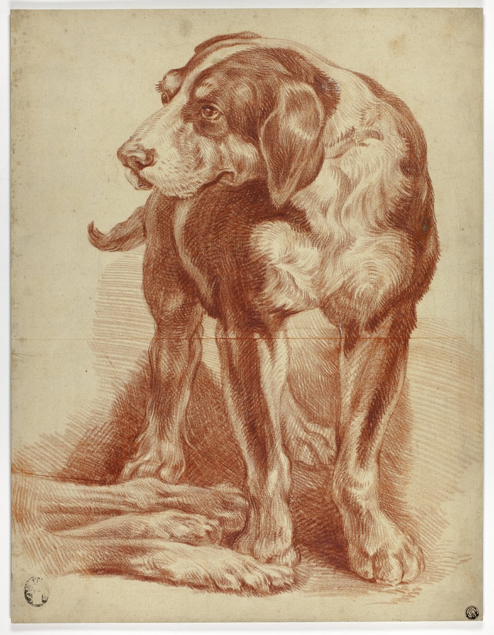 Mastino in piedi da Jean Baptiste Huet