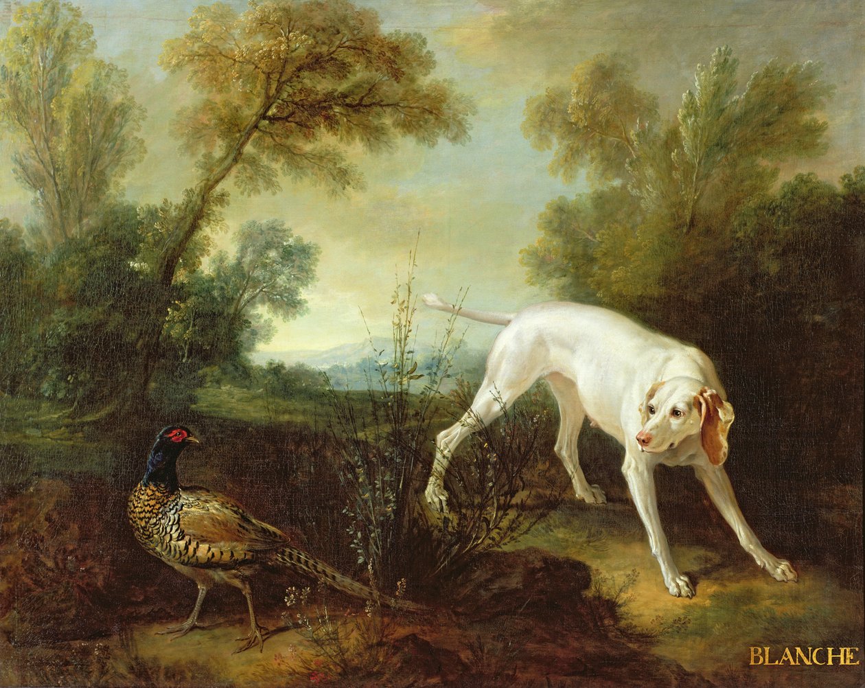 Blanche, cagna del branco reale di caccia da Jean Baptiste Oudry