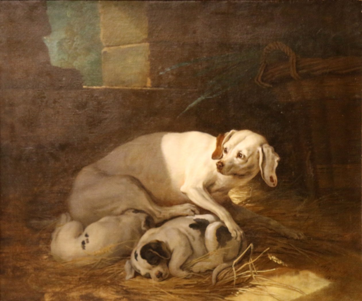 Cane che allatta i suoi cuccioli. da Jean Baptiste Oudry