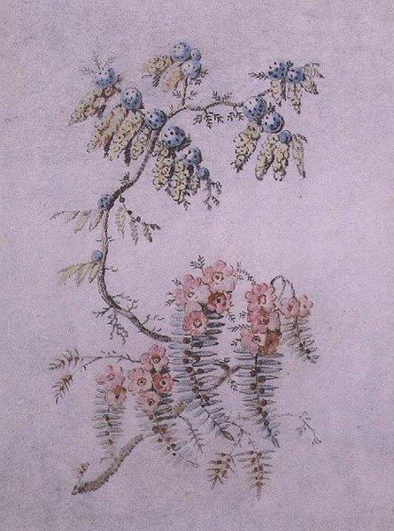 Studio decorativo di fiori e bacche da Jean Baptiste Pillement
