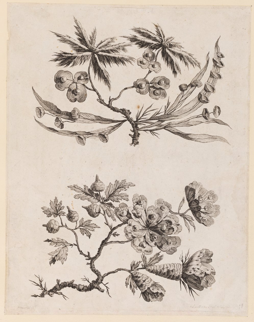 Rami di fiori da "Recueil de Fleurs Chinois" da Jean Baptiste Pillement