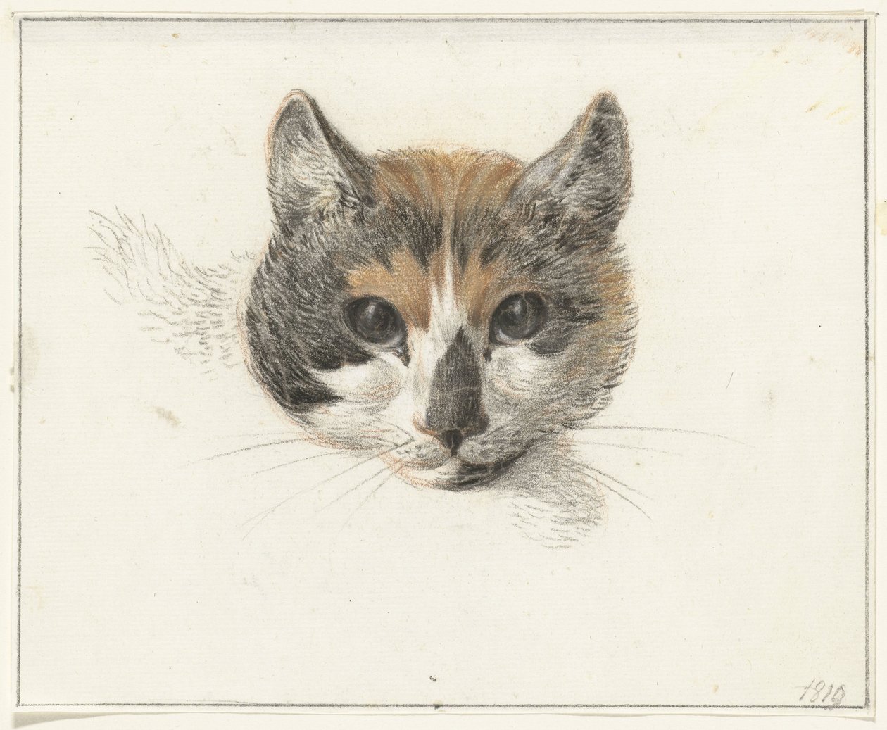 Testa di un gatto pezzato, di fronte, con occhi aperti da Jean Bernard