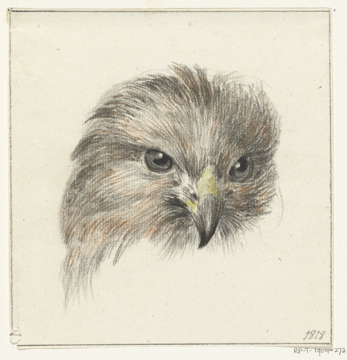 Testa di un rapace da Jean Bernard