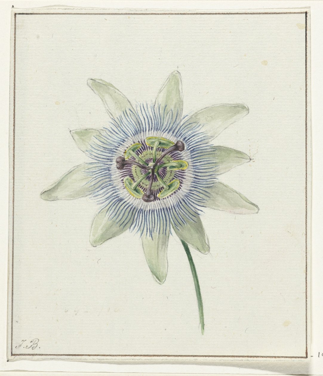 Fiore della passione da Jean Bernard