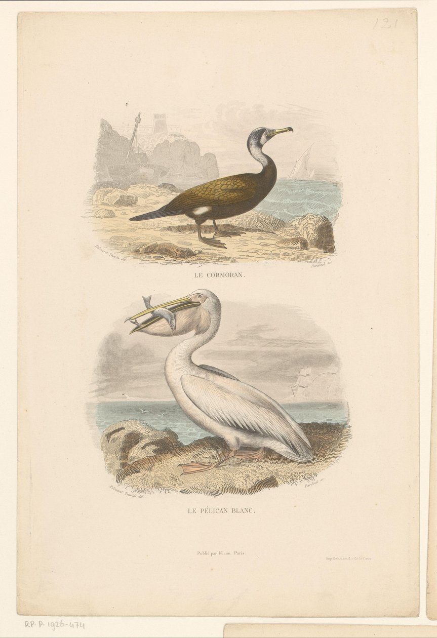 Cormorano e pellicano bianco da Jean Charles Pardinel