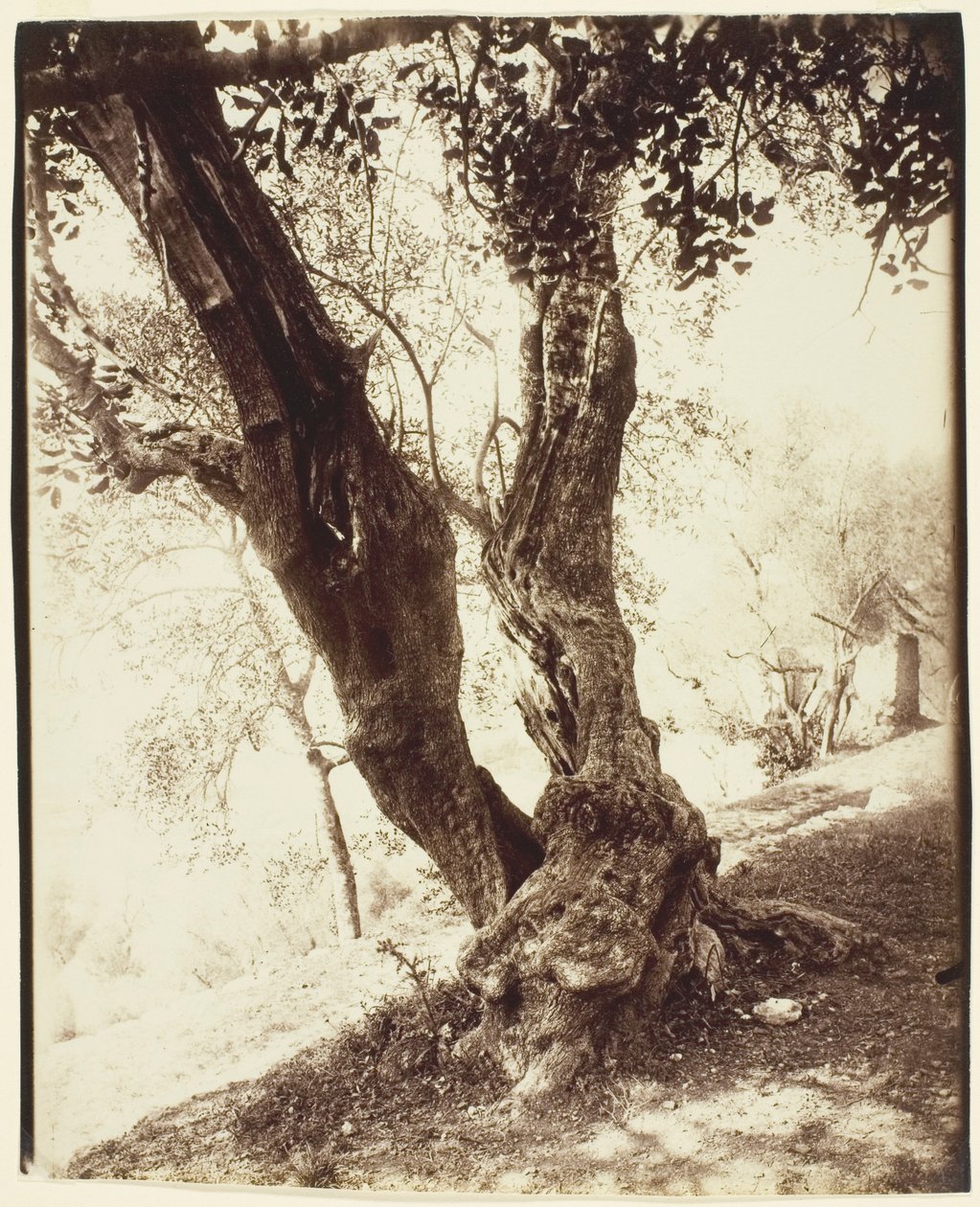 Olivier, Nizza (Olivo, Nizza) da Jean Eugène Auguste Atget