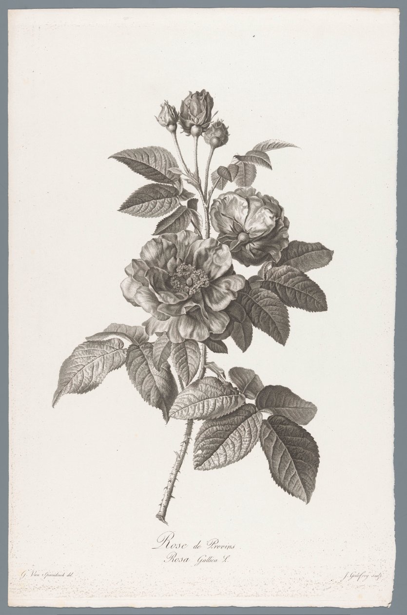 Rosa gallica da Jean Godefroy
