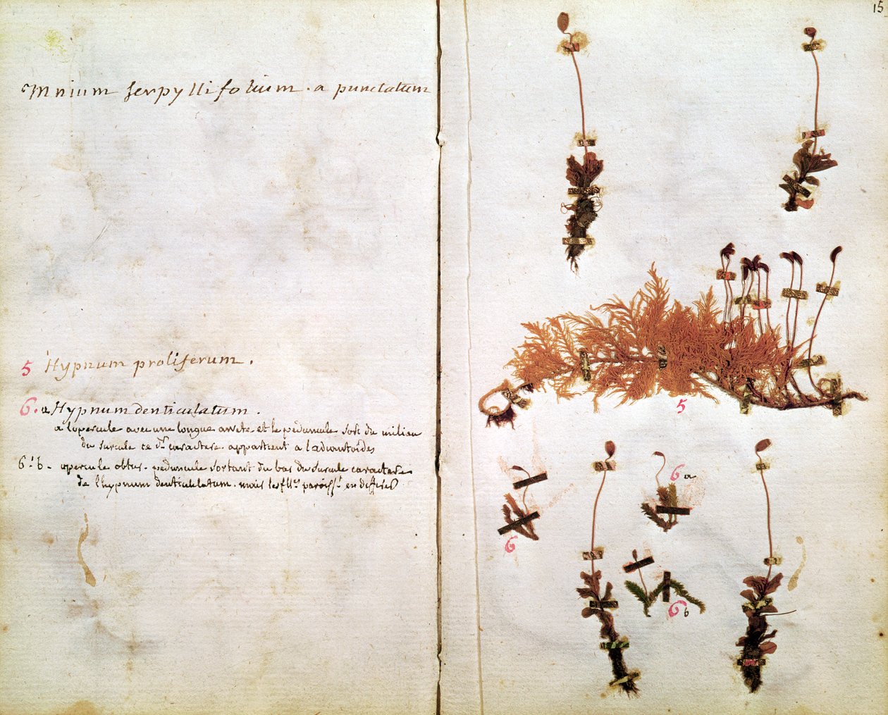 Pagina 15 da un Erbario da Jean Jacques Rousseau