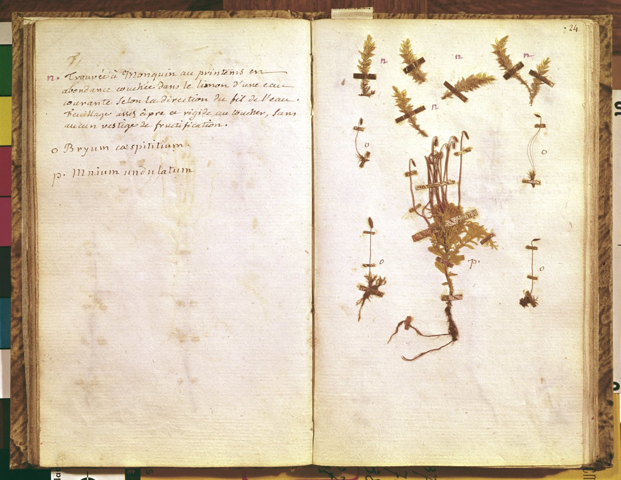 Pagina 24 da un Erbario da Jean Jacques Rousseau