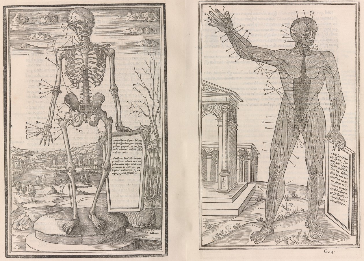De dissectione partium corporis humani libri tres da Jean Jollat