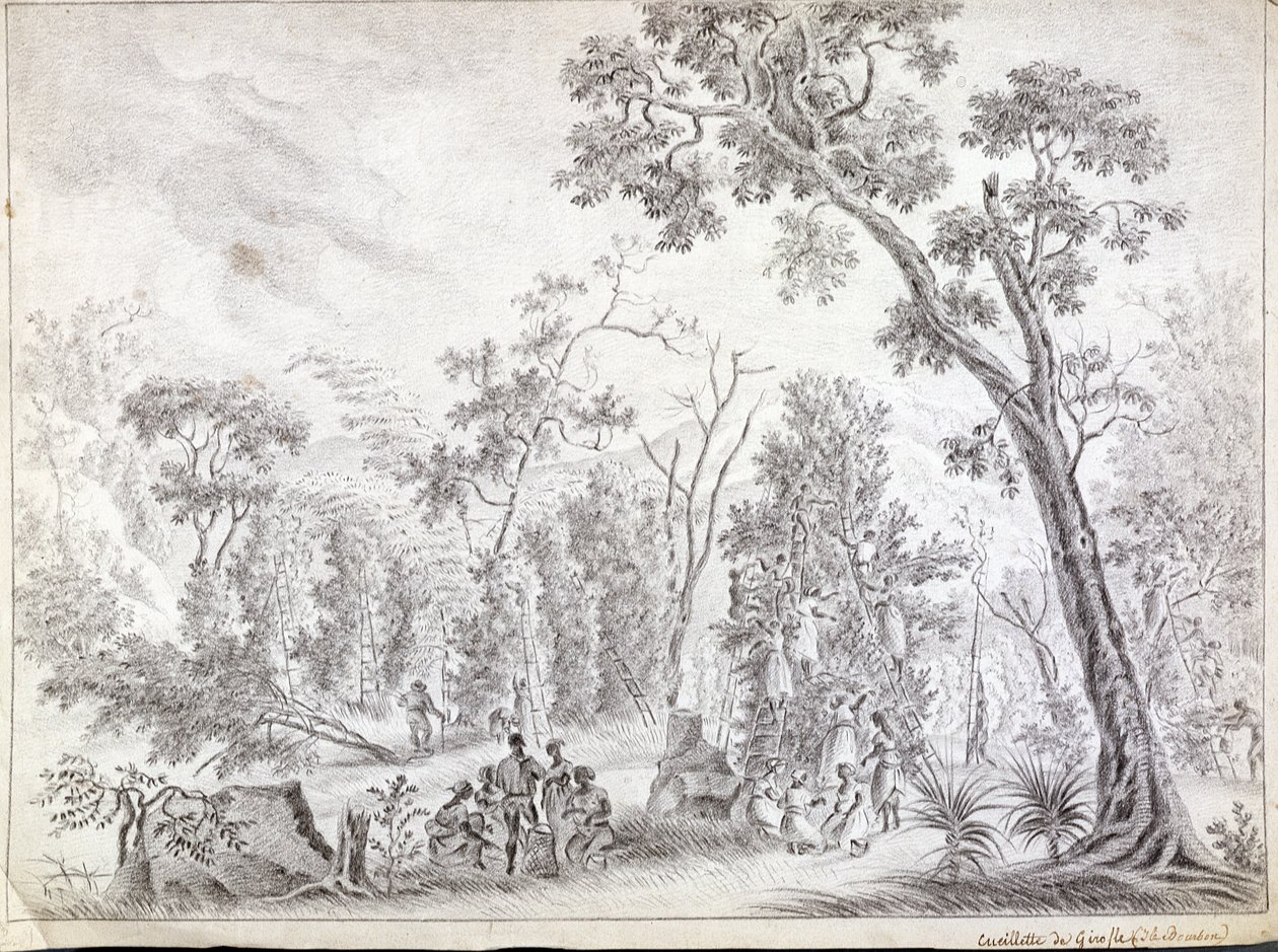 Raccolta di chiodi di garofano a La Reunion, inizio XIX secolo da Jean Joseph Patu de Rosemont