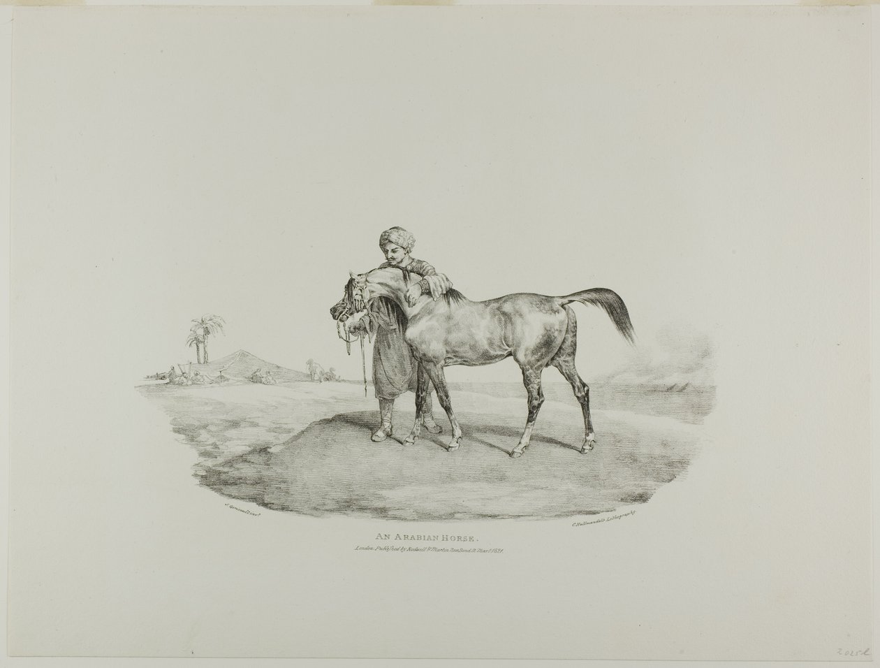 Un cavallo arabo, tavola 8 da Vari soggetti disegnati dal vero e su pietra (The English Suite) da Jean Louis André Théodore Géricault