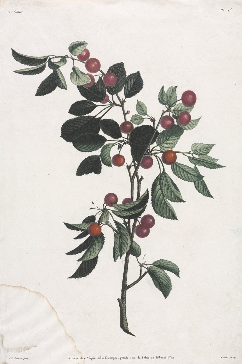 Collezione di fiori e frutti: Rami di ciliegie precoci da Jean Louis Prevost