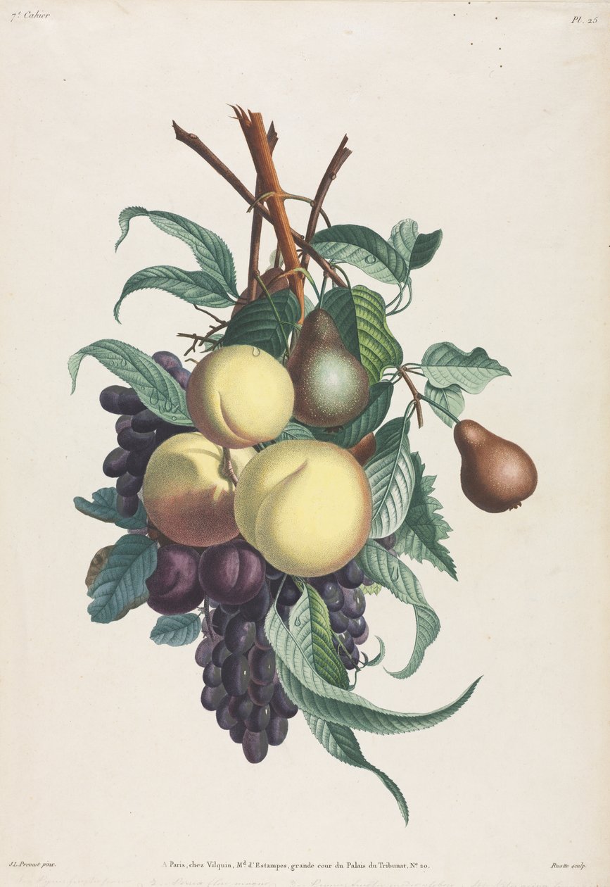 Collection des fleurs et des fruits: Rami di rousselet, pesca, prugna e uva da Jean Louis Prevost