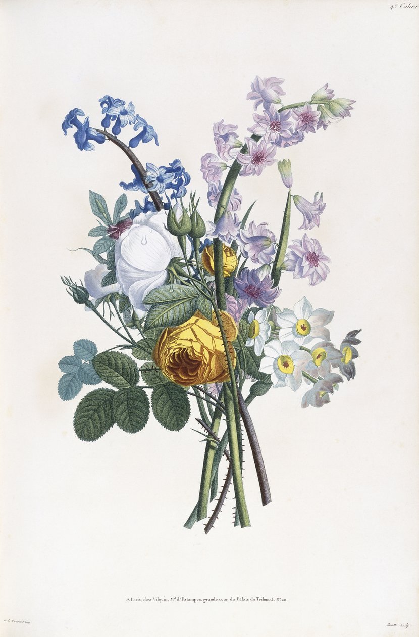 Narcisi, Rosa, Giacinto da Jean Louis Prevost