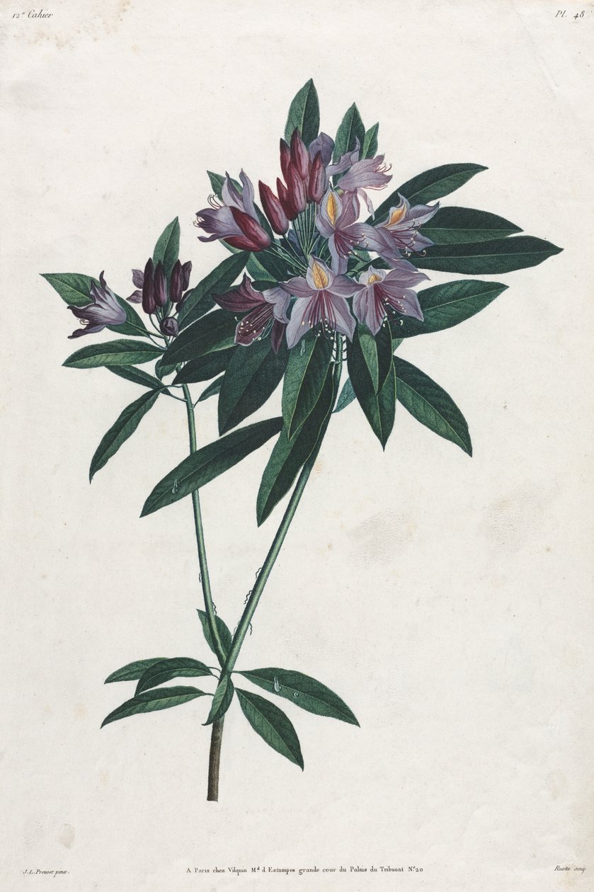 Rhododendron pontico da Jean Louis Prevost