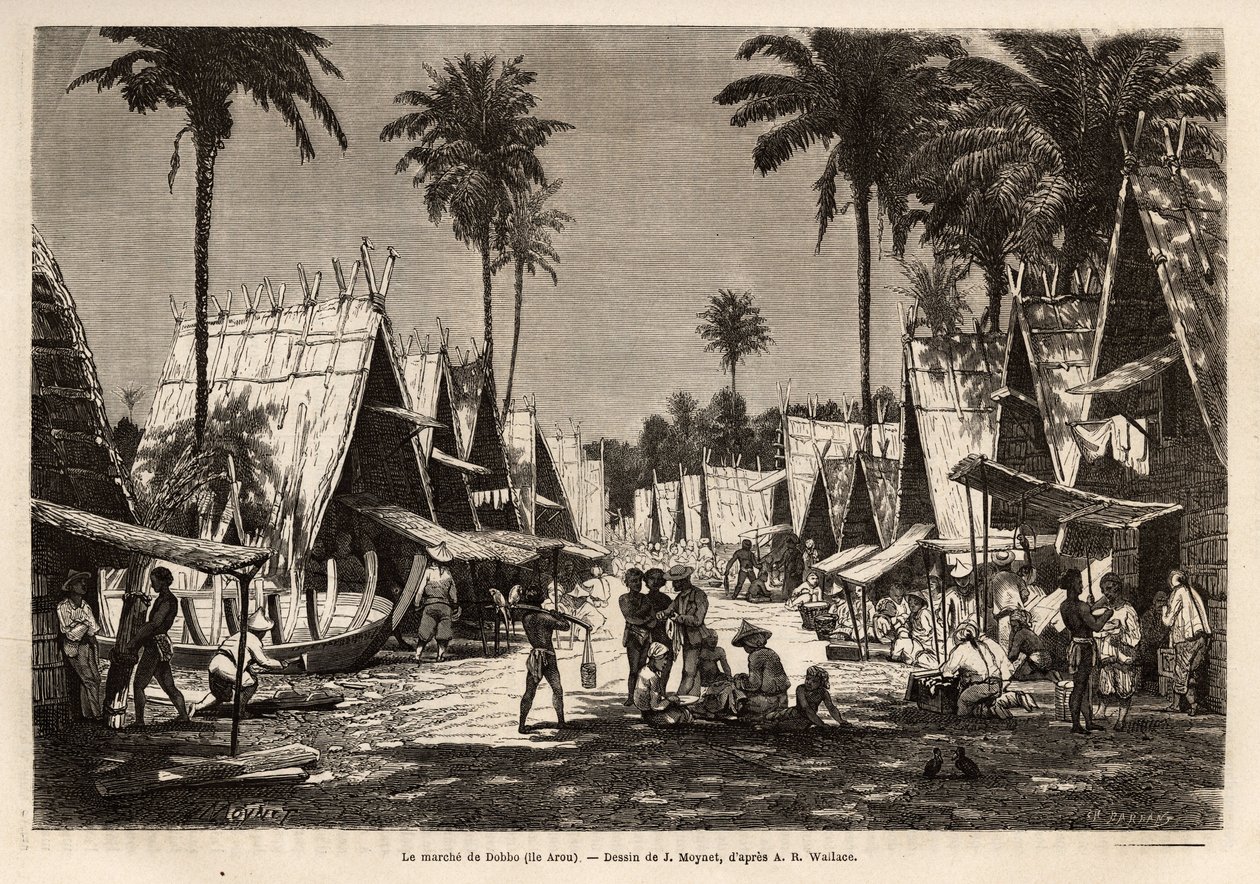La marcia di Dobbo, sull