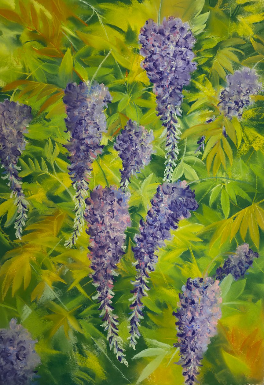 Fiori e fogliame di glicine 2, 2023 (pastello su carta) da Jeanne Maze
