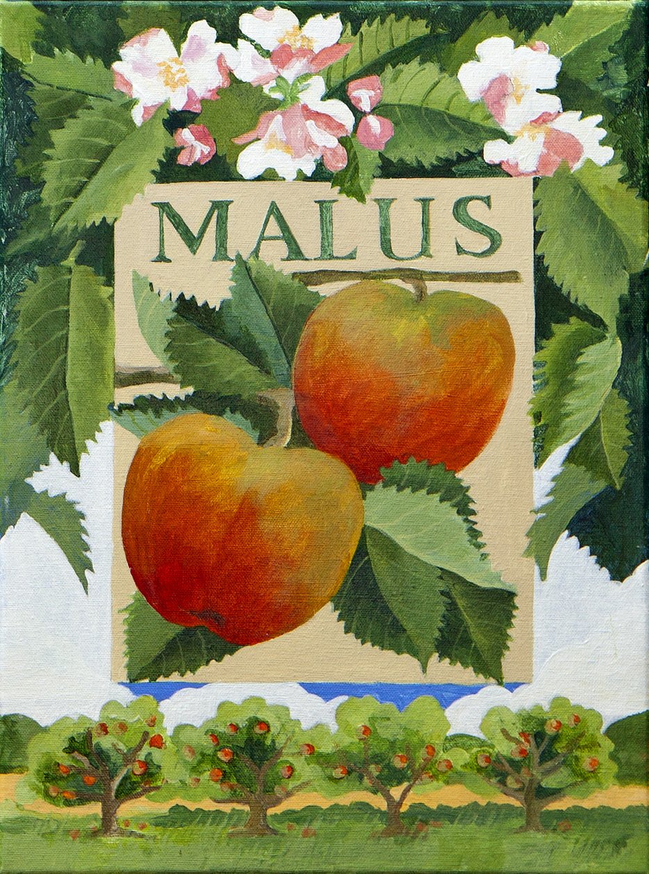 Malus (mela), 2014 (acrilico su tela) da Jennifer Abbott