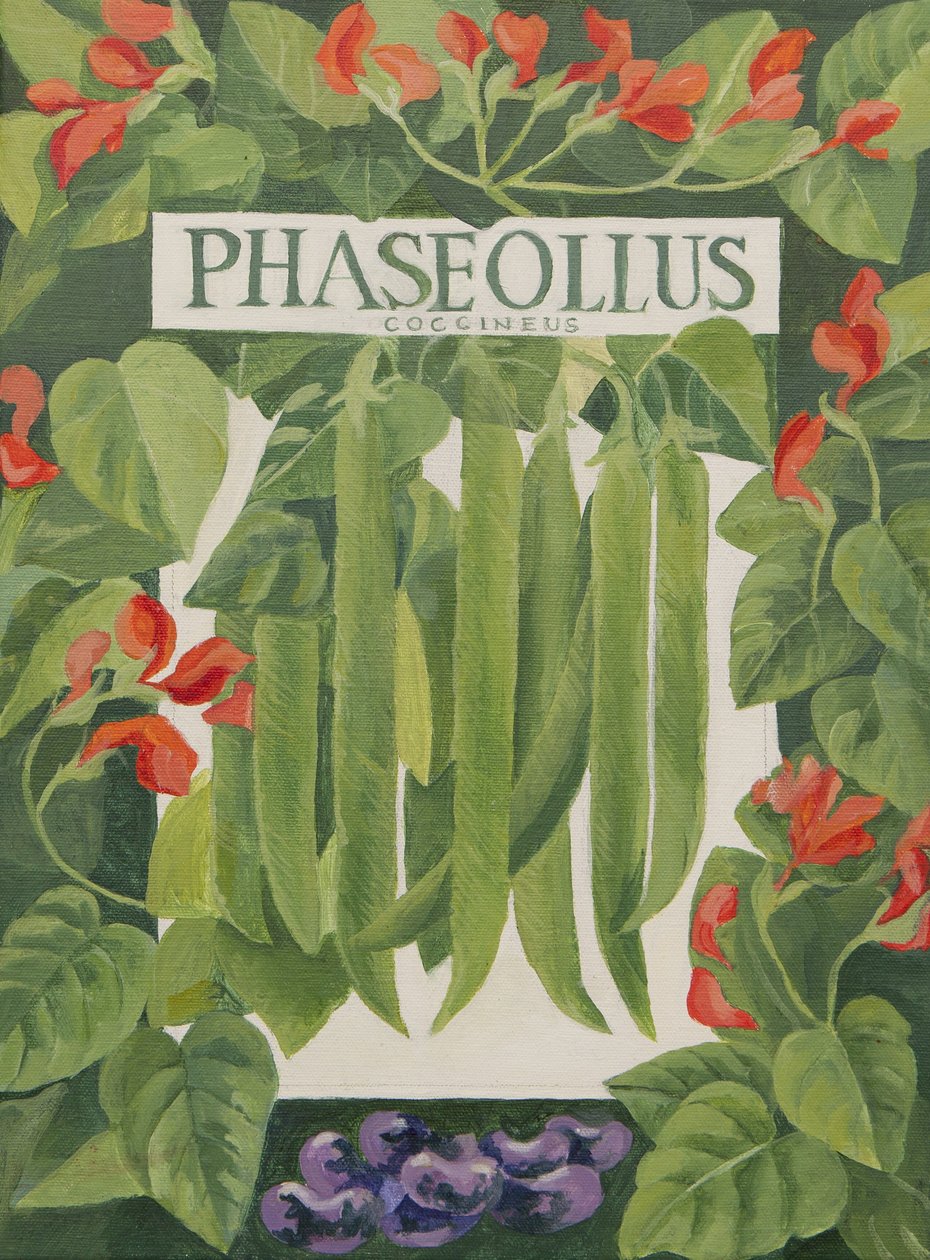 Phaseollus (fagioli) (acrilico) da Jennifer Abbott