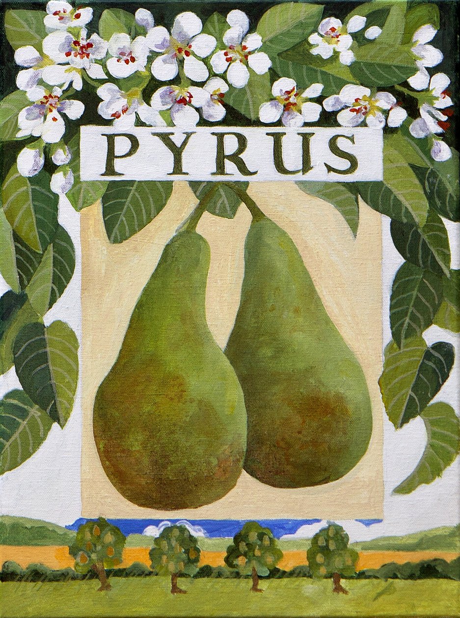 Pyrus (pera), 2014 (acrilico su tela) da Jennifer Abbott