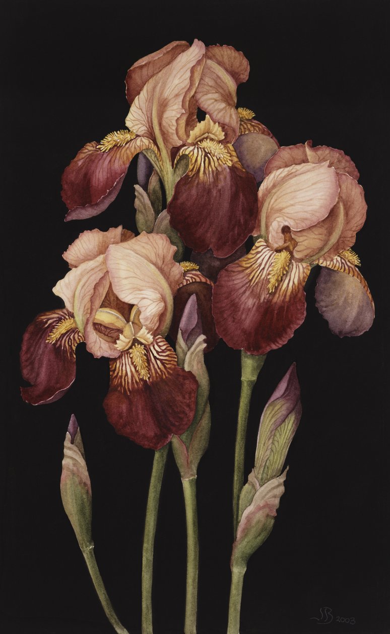Iris da Jenny Barron