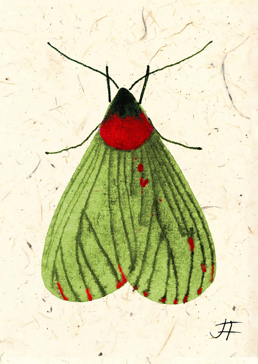 FlyMoth, 2024 (acquerello su carta) da Jenny Frean