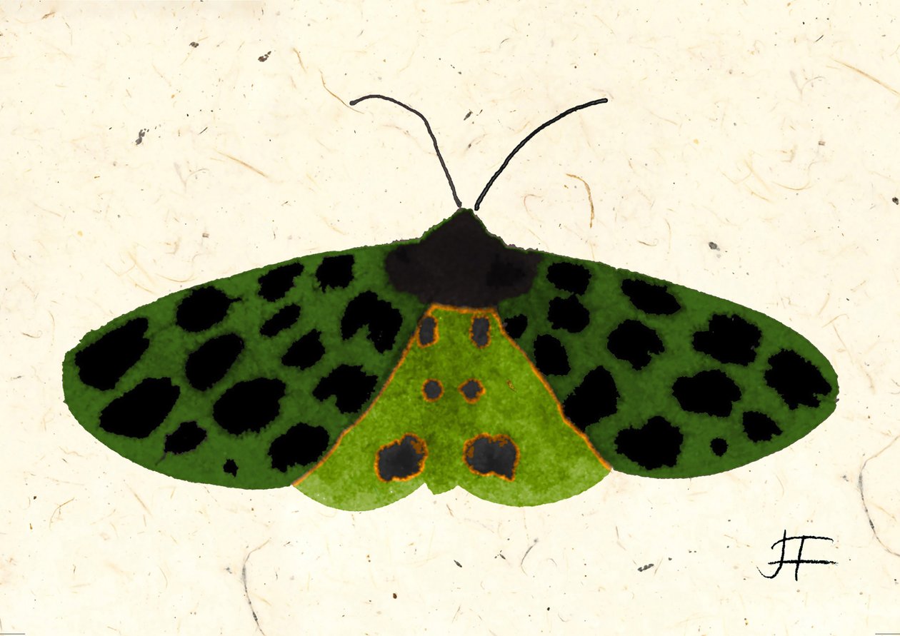 Tiger Moth, 2024 (acquerello su carta) da Jenny Frean
