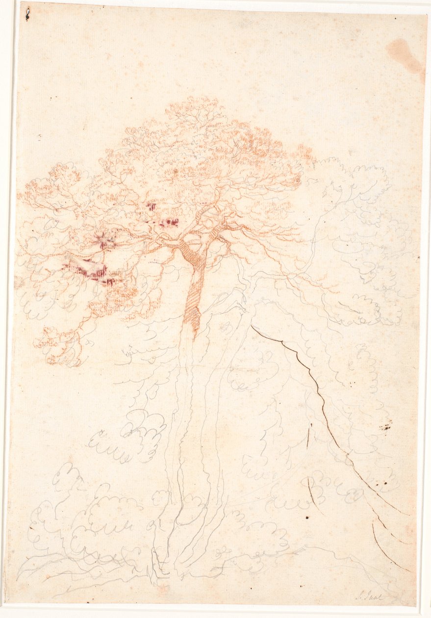 Studio di due grandi pini da Jens Juel