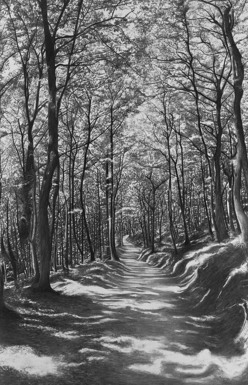 Toscana, faggeta, 2024 (carboncino su carta) da Jerome Glomaud