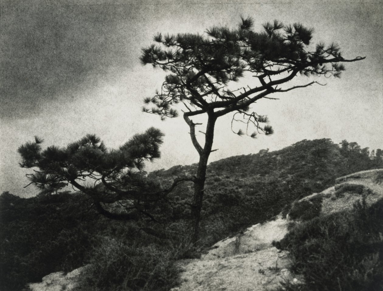 Famosi Torrey Pines da Jessie Tarbox Beals