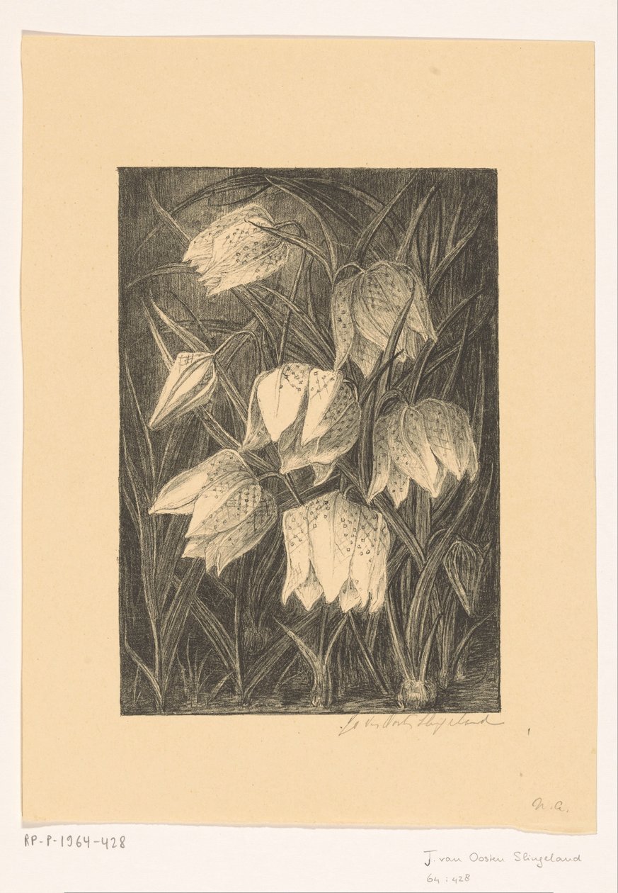 Fiori di fritillaria da Jo van Oosten Slingeland (signed by artist)