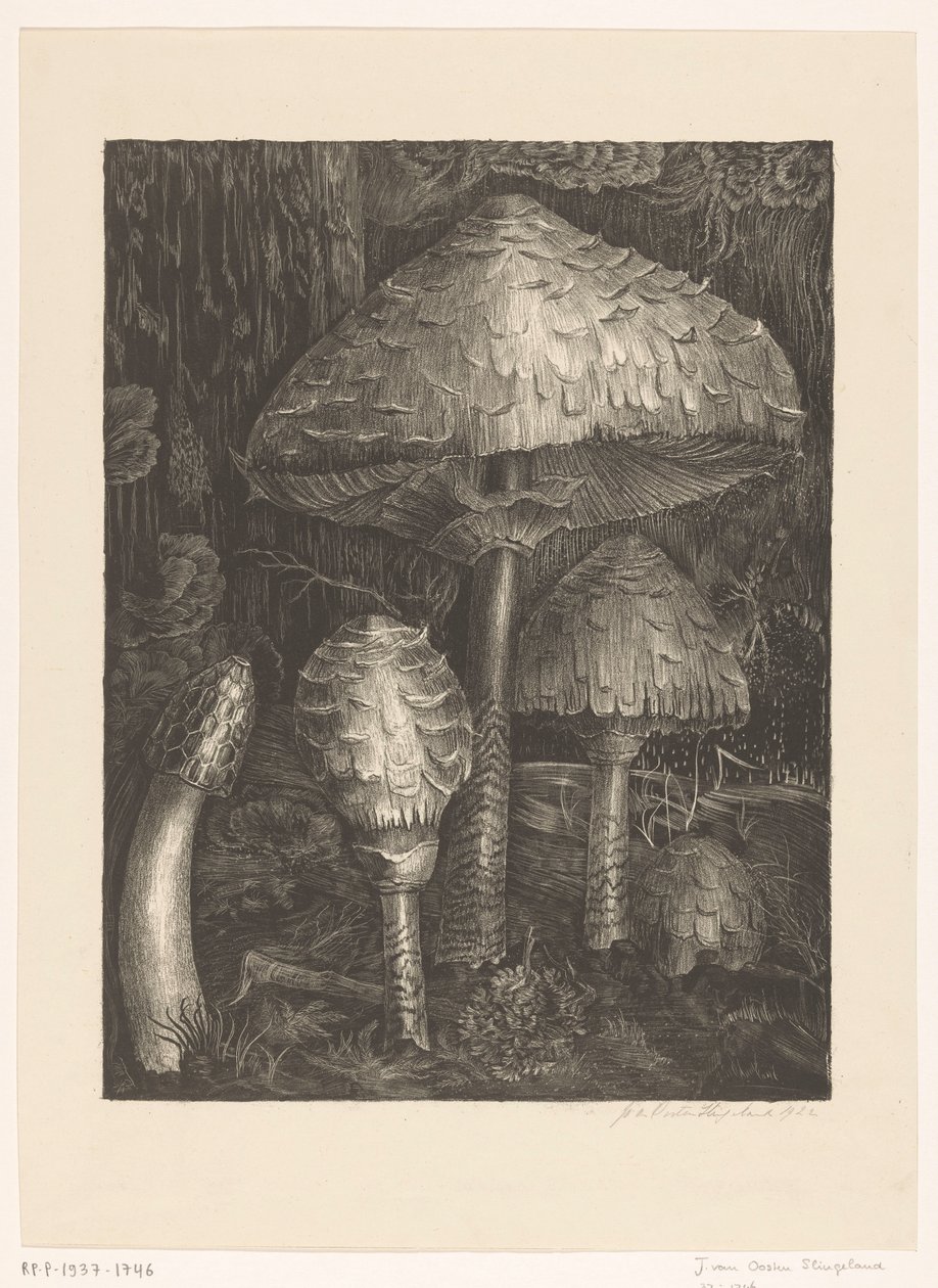 Funghi da Jo van Oosten Slingeland (signed by artist)