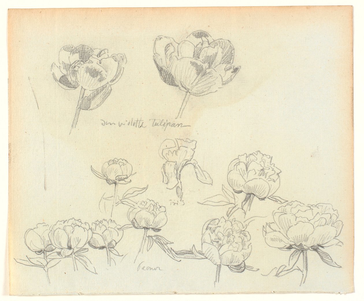Studi di fiori da Joakim Frederik Skovgaard