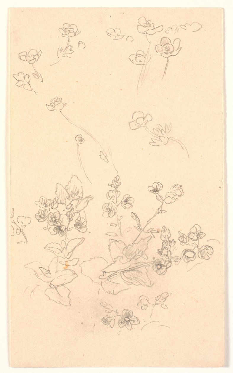 Studi di fiori da Joakim Frederik Skovgaard