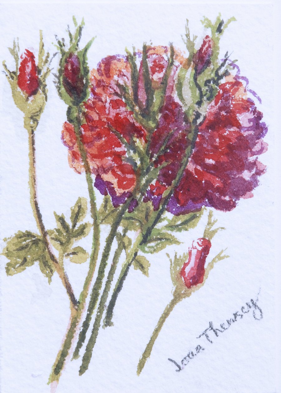 Piccole Rose Rosse da Joan Thewsey
