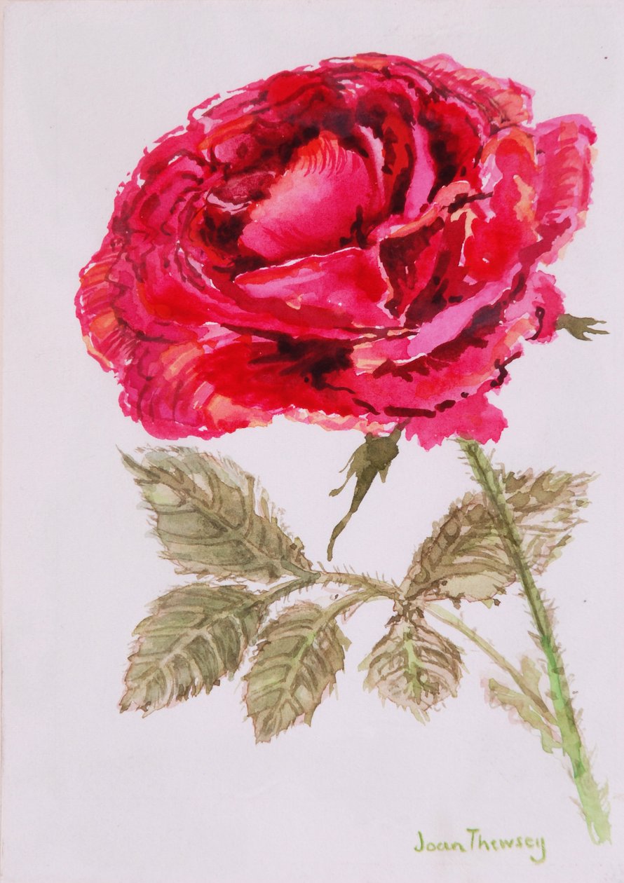 Una rosa rossa, 2000 da Joan Thewsey